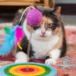 Best Accessories Every Cat Owner Needs