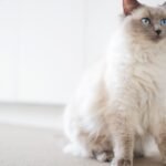 Best Cat Breeds for Apartment Living