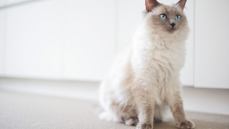 Best Cat Breeds for Apartment Living