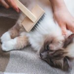 Best Cat Grooming Tips for Shiny Coats