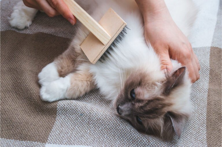 Best Cat Grooming Tips for Shiny Coats