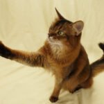 Best Ways to Train Your Cat at Home