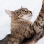 How to Build a DIY Cat Scratching Post