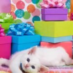 How to Celebrate Your Cat’s Birthday in Style