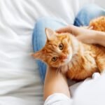 How to Choose the Perfect Cat Breed