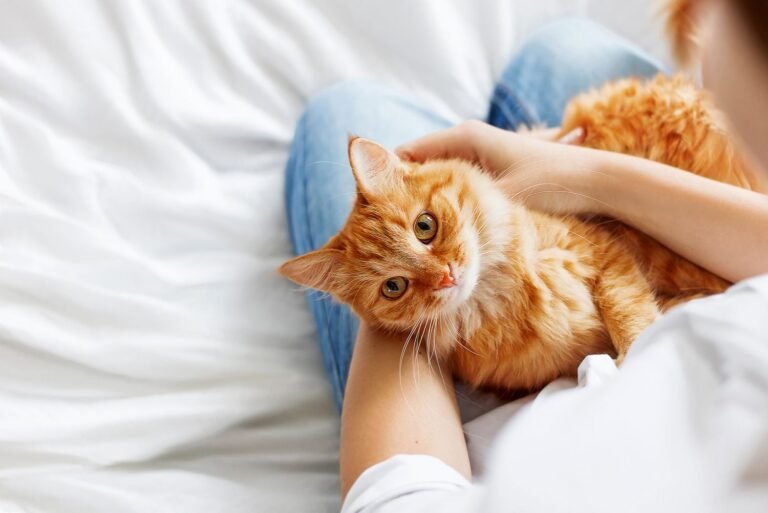 How to Choose the Perfect Cat Breed