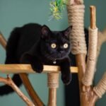How to Create a Safe Outdoor Space for Your Cat