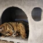 How to Create a Safe Space for Your Cat