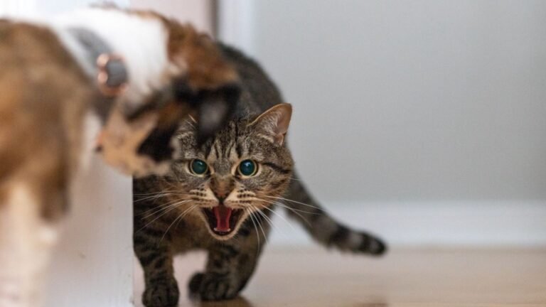 How to Handle Aggression in Cats