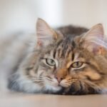 How to Help Your Cat Adjust to a New Home