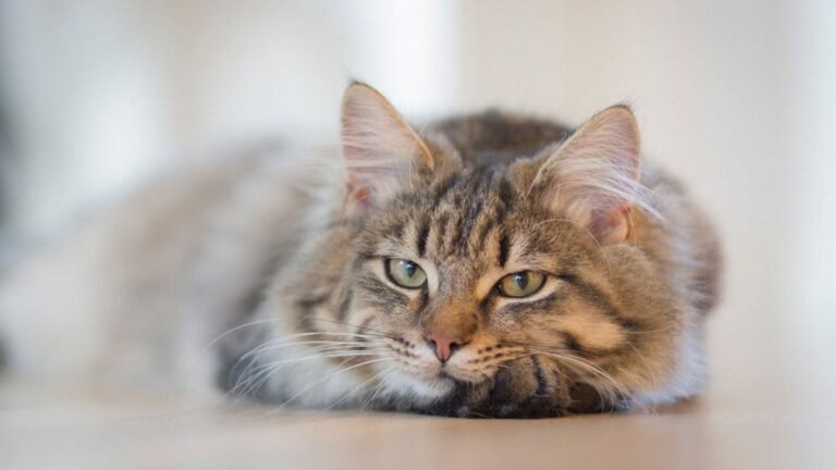 How to Help Your Cat Adjust to a New Home