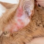 How to Recognize Common Cat Health Problems