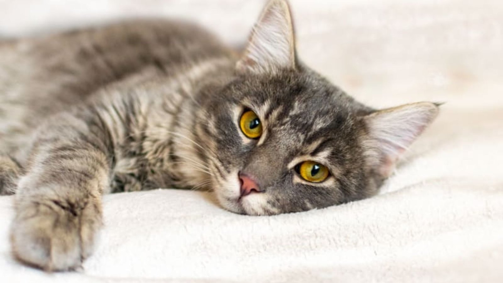 How to Recognize Signs of Illness in Cats