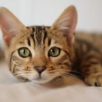 How to Understand Your Cat’s Behavior