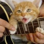 How to Train Your Cat: Tips for Teaching Basic Commands