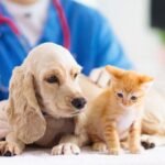 The Importance of Regular Vet Visits for Cats
