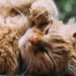 The Role of Play in Keeping Cats Active