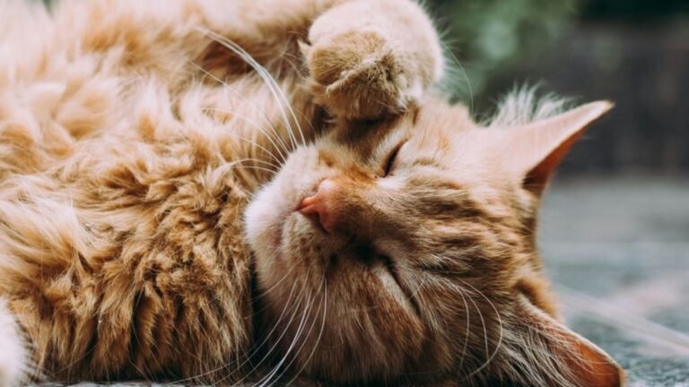 The Role of Play in Keeping Cats Active