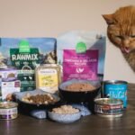 Top Healthy Foods for Cats