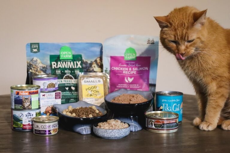 Top Healthy Foods for Cats
