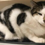 Top Signs Your Cat Is Feeling Stressed