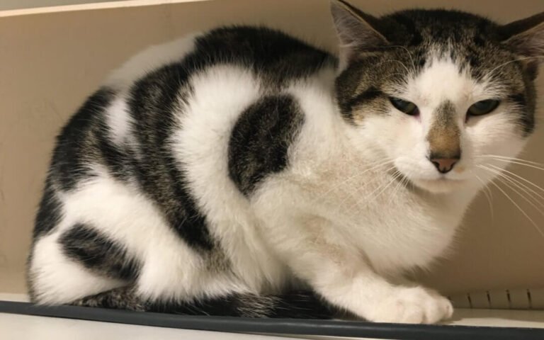 Top Signs Your Cat Is Feeling Stressed