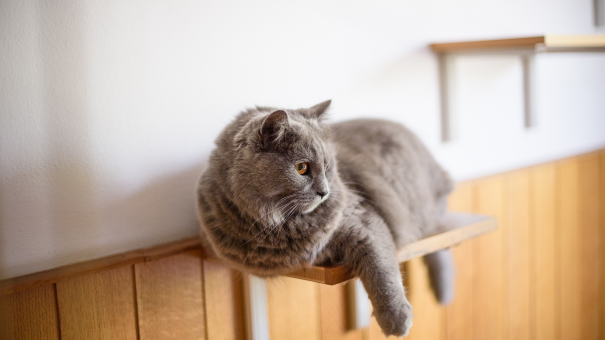 How to Create the Perfect Environment for Your Indoor Cat